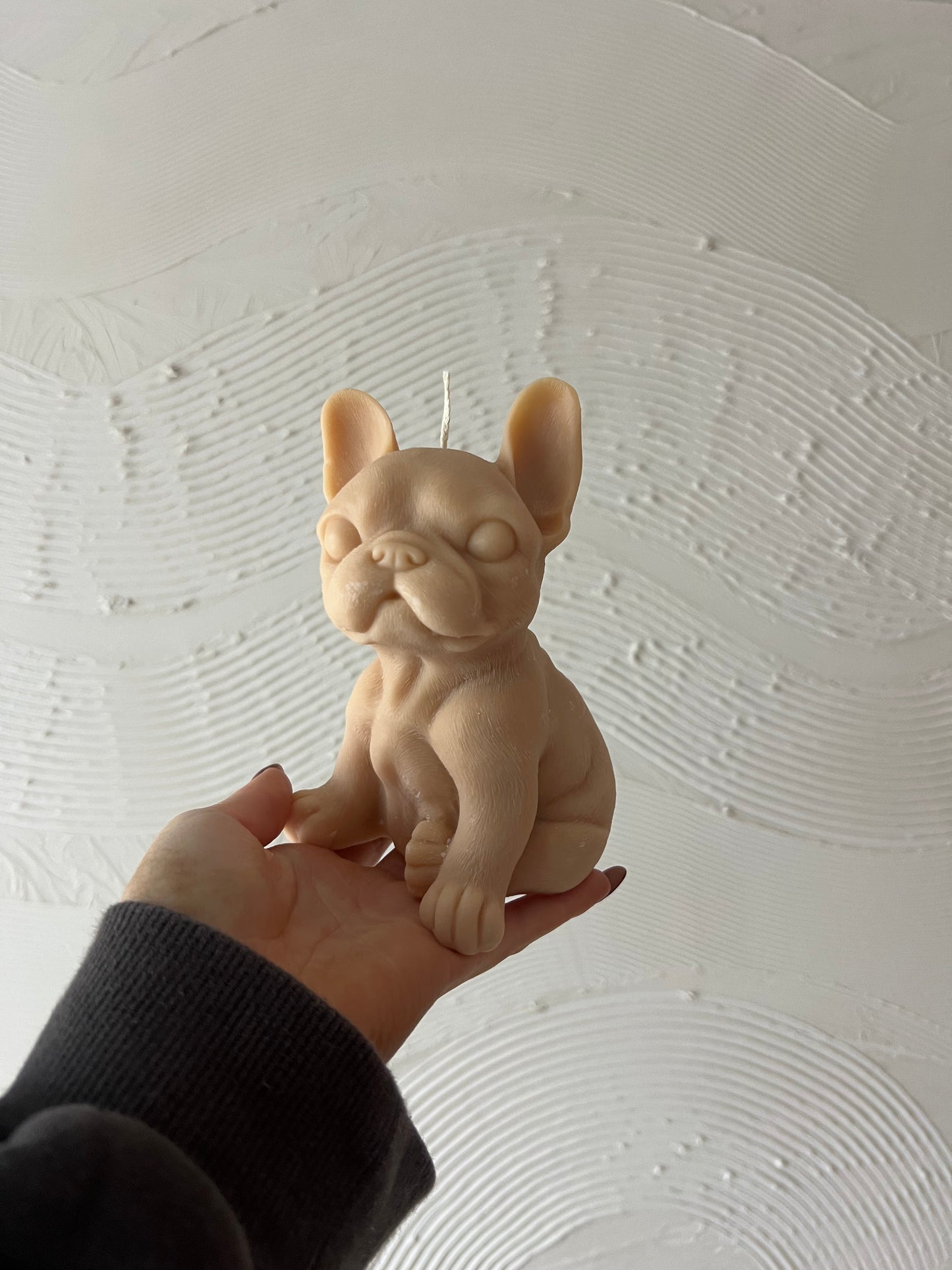 Buster the French Bulldog